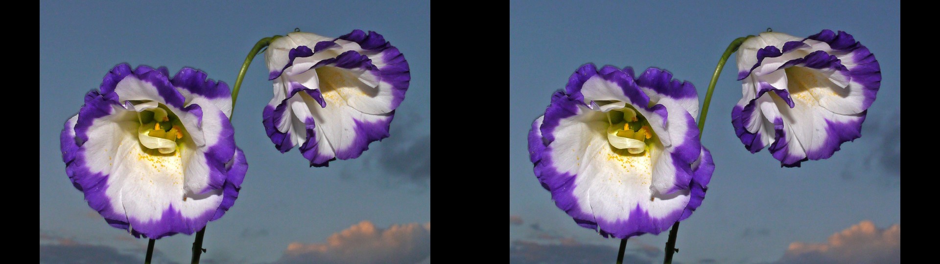 Late Light Flowers